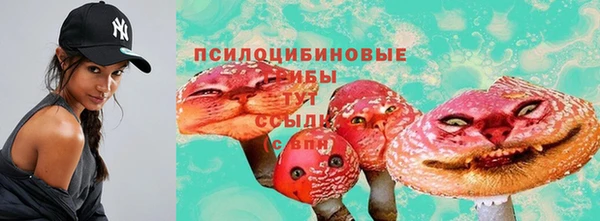 прущие грибы Абинск